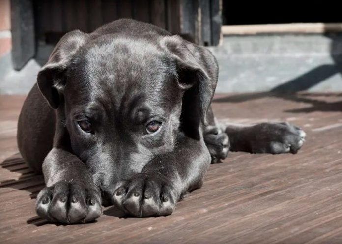¿Por qué cambian los perros su conducta cuando otro peludo fallece?
