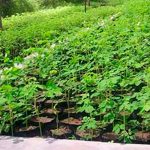 Entregarán al menos 40 mil bonos tecnológicos de plantas de Marango