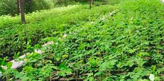 Entregarán al menos 40 mil bonos tecnológicos de plantas de Marango