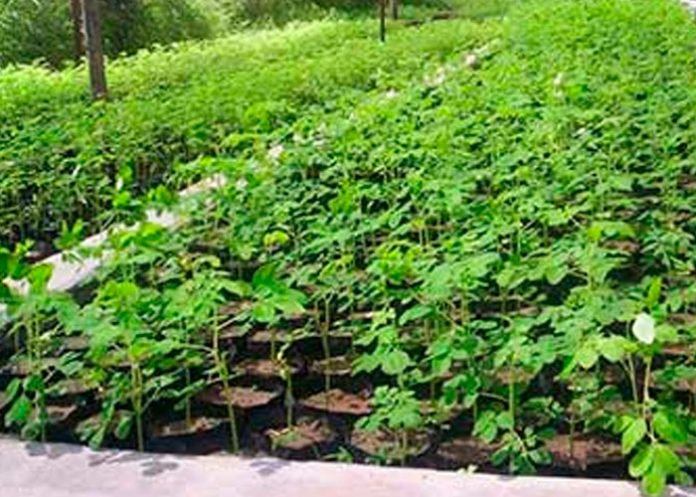 Entregarán al menos 40 mil bonos tecnológicos de plantas de Marango