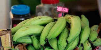 Cultivo de plátanos en Nicaragua