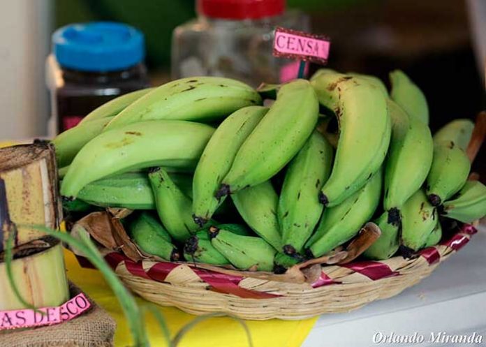 Cultivo de plátanos en Nicaragua