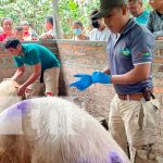 Inseminación porcina desde Jalapa