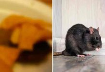 Viral video: Abrió una bolsa de comida y encontró una rata muerta Viral video: Abrió una bolsa de comida y encontró una rata muerta