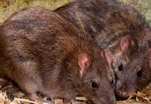 ¡Alerta sanitaria! Ratas gigantes salen de inodoros en Reino Unido ¡Alerta sanitaria! Ratas gigantes salen de inodoros en Reino Unido