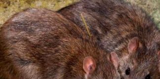 ¡Alerta sanitaria! Ratas gigantes salen de inodoros en Reino Unido