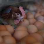 Detectan brote de salmonela en seis países de la Unión Europea