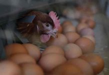 Detectan brote de salmonela en seis países de la Unión Europea Detectan brote de salmonela en seis países de la Unión Europea