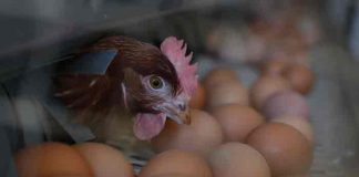 Detectan brote de salmonela en seis países de la Unión Europea