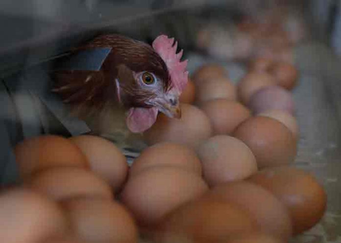 salmonela- Detectan brote de salmonela en seis países de la Unión Europea