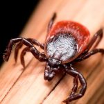 Hallan un virus «extraño y letal” en garrapatas en Pensilvania Hallan un virus "extraño y letal” en garrapatas en Pensilvania