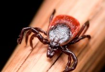 Hallan un virus «extraño y letal” en garrapatas en Pensilvania Hallan un virus "extraño y letal” en garrapatas en Pensilvania