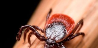 Hallan un virus "extraño y letal” en garrapatas en Pensilvania