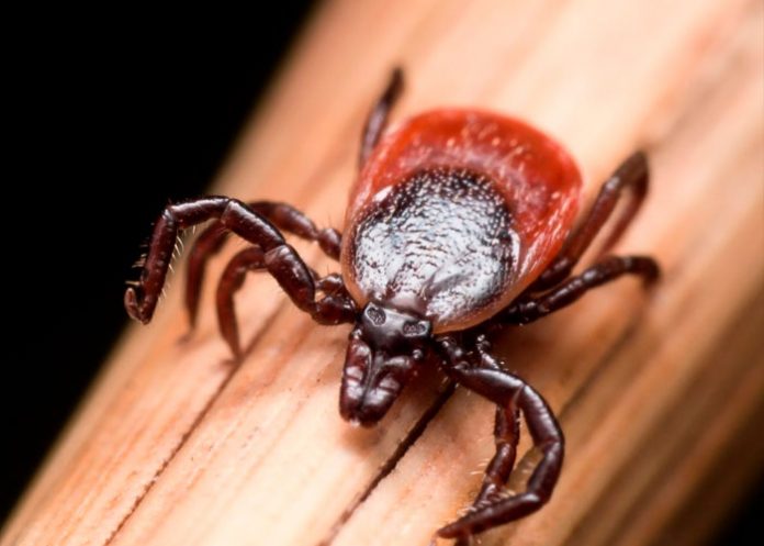 salud1/ Hallan un virus