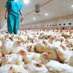 Gripe aviar H9N9 enciende las alertas por su potencial pandémico
