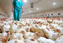 Gripe aviar H9N9 enciende las alertas por su potencial pandémico Gripe aviar H9N9 enciende las alertas por su potencial pandémico