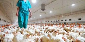 Gripe aviar H9N9 enciende las alertas por su potencial pandémico