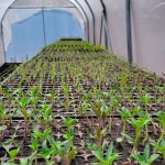 Inauguran micro túneles de producción de plántulas y hortalizas en Somoto Inauguran micro túneles de producción de plántulas y hortalizas en Somoto