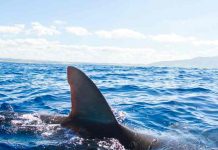 Científicos descubren nueva especie de “tiburón fantasma” en Nueva Zelanda