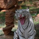 Dieta sangrienta: Sicarios alimentan a sus tigres con cuerpos de sus rivales Dieta sangrienta: Sicarios alimentan a sus tigres con cuerpos de sus rivales