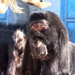 ¡Como cíclope! Cabra en Turquía con rara mutación aterra al mundo ¡Como cíclope! Cabra en Turquía con rara mutación aterra al mundo