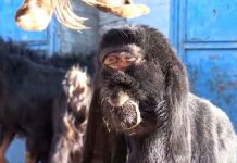 ¡Como cíclope! Cabra en Turquía con rara mutación aterra al mundo ¡Como cíclope! Cabra en Turquía con rara mutación aterra al mundo
