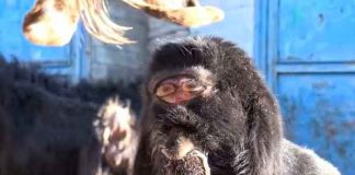 ¡Como cíclope! Cabra en Turquía con rara mutación aterra al mundo