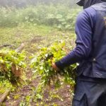 Policía de Honduras erradica el más grande vivero de plantas de marihuana Policía de Honduras erradica el más grande vivero de plantas de marihuana