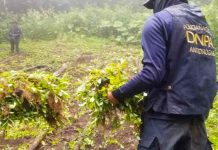 Policía de Honduras erradica el más grande vivero de plantas de marihuana