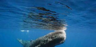 Turquía: Hombre fue detenido por tratar de vender 'vómito de ballena'