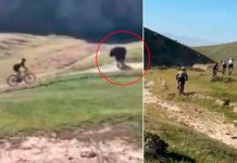 ¡Toro a la vista! Ciclista de montaña es brutalmente embestido (Video) Ciclista de montaña es brutalmente embestido
