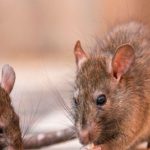 Cientificos muestran cómo 'resucitar' una especie de rata extinta hace 120 años.