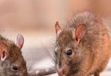 Científicos muestran cómo ‘resucitar’ una especie de rata extinta hace 120 años Cientificos muestran cómo 'resucitar' una especie de rata extinta hace 120 años.