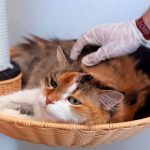 29 tipos de animales son portadores de covid-19 de acuerdo a científicos 29 tipos de animales son portadores de covid-19 de acuerdo a científicos