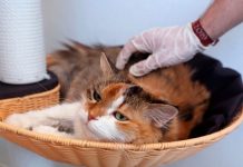 29 tipos de animales son portadores de covid-19 de acuerdo a científicos 29 tipos de animales son portadores de covid-19 de acuerdo a científicos
