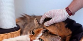 29 tipos de animales son portadores de covid-19 de acuerdo a científicos