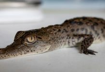 Cocodrilos americanos en peligro de extinción nacen en zoológico de Perú Cocodrilos americanos en peligro de extinción nacen en zoológico de Perú