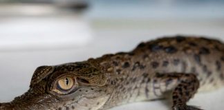 Cocodrilos americanos en peligro de extinción nacen en zoológico de Perú