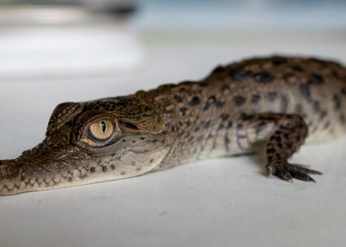 Cocodrilos americanos en peligro de extinción nacen en zoológico de Perú