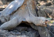 Estudio de ADN revela que hay una nueva especie de tortuga gigante Estudio de ADN revela que hay una nueva especie de tortuga gigante