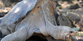 Estudio de ADN revela que hay una nueva especie de tortuga gigante