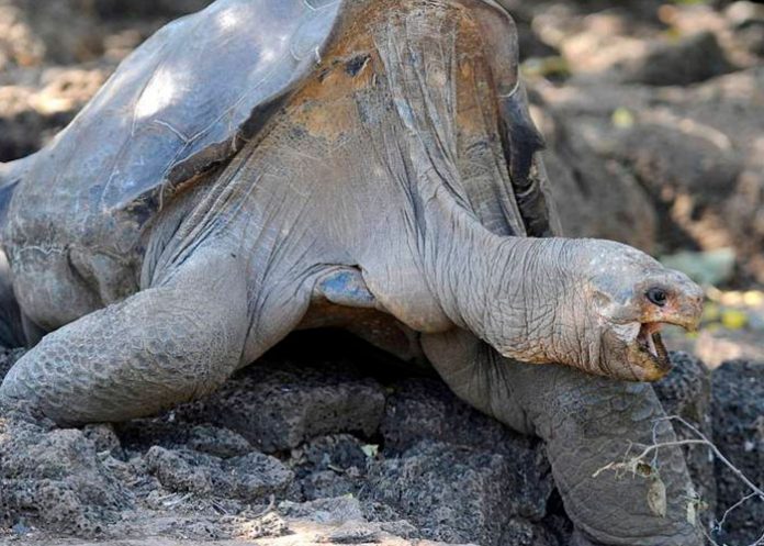 Estudio de ADN revela que hay una nueva especie de tortuga gigante