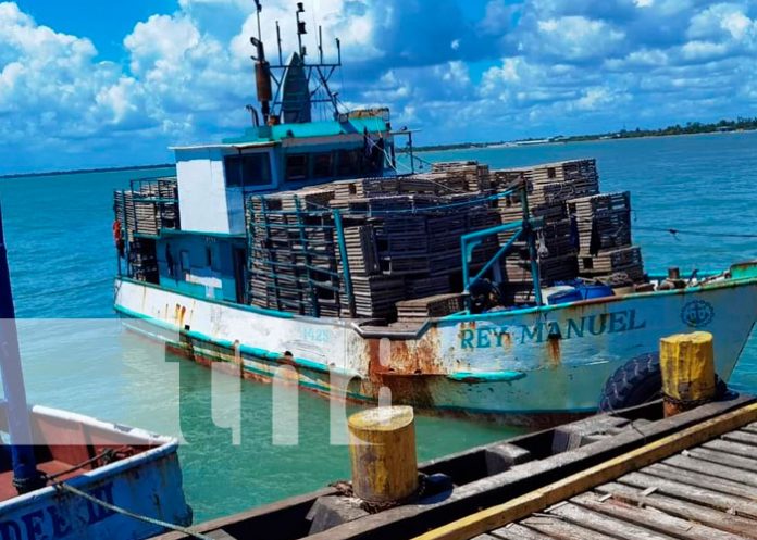 Costa Caribe Norte: Inicia la veda de la langosta Espinoza