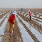La sequía en EEUU lleva el precio del algodón a su máximo en una década.