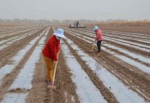 Sequía en EEUU lleva el precio del algodón a su máximo en una década La sequía en EEUU lleva el precio del algodón a su máximo en una década.