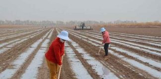 La sequía en EEUU lleva el precio del algodón a su máximo en una década.