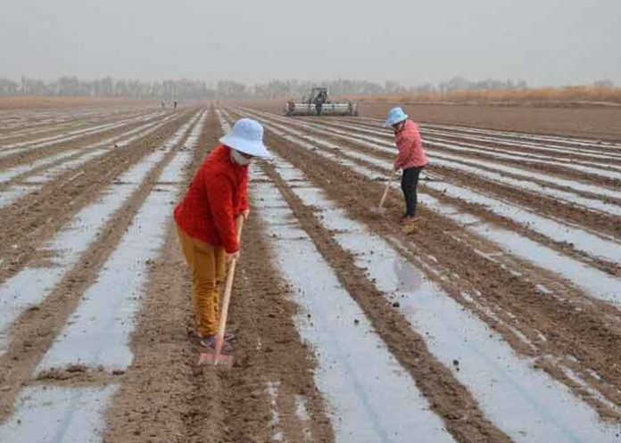 La sequía en EEUU lleva el precio del algodón a su máximo en una década.