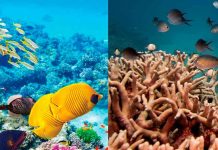 ONU considera clasificar la Gran Barrera de Coral como "en peligro".