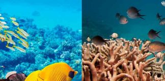 ONU considera clasificar la Gran Barrera de Coral como "en peligro".