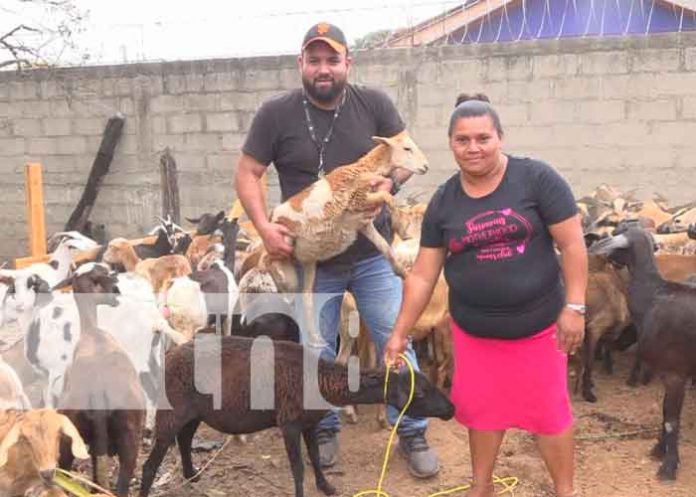 1 Bonos de cabras y ovejas a productores de Nueva Segovia